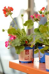 Tu-Bishvat-plant-small